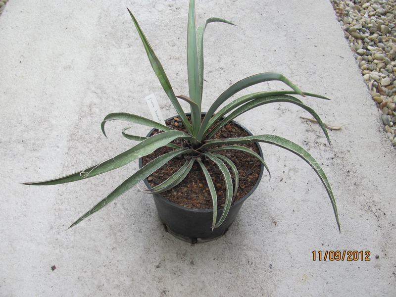 Yucca baccata 25/30cm dm - BIO